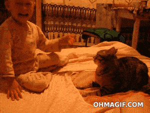 Funny Cat Gifs  Cat gif, Funny cat videos, Funny cats