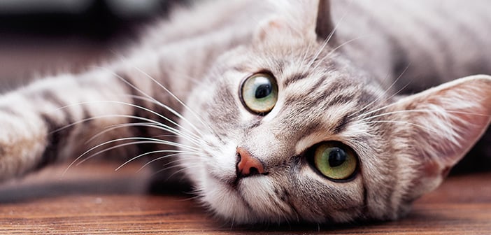 gray cat lying on floor