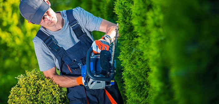 Hedge Trimmer Works. Gardener with Gasoline Hedge Trimmer Shaping Wall of Thujas