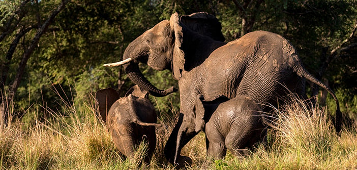 Small Elephant Family Running in Full Motion Away into the Forest