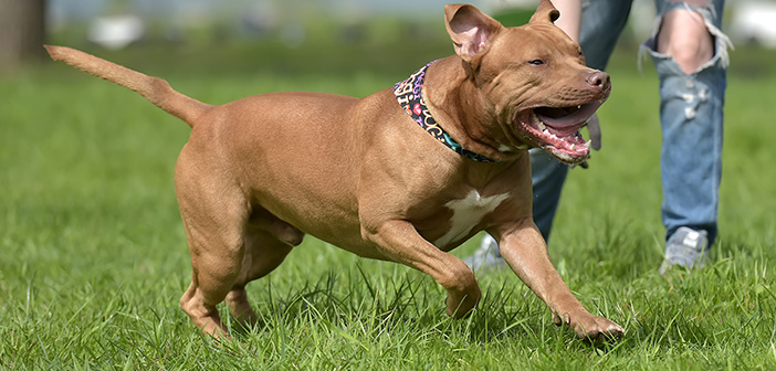 reddish brown pit bull runs in grass with bottom of owner's legs in view