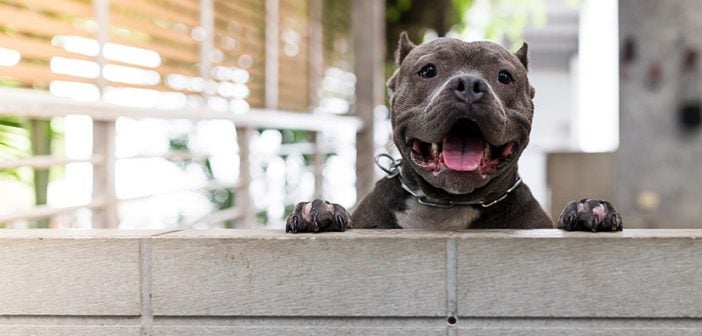 cute gray dog panting while peering over concrete wall outside