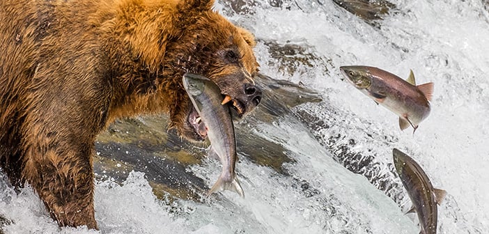 Grizzly bear catching jumping salmon