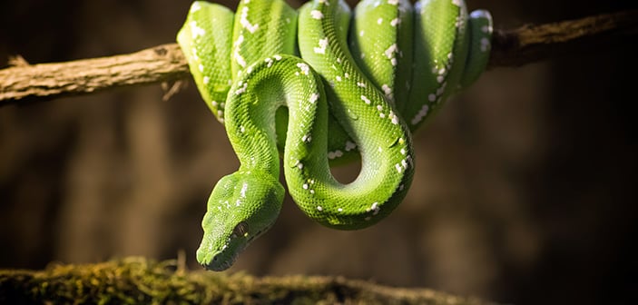 green tree python wrapped around branch hanging over moss in enclosure