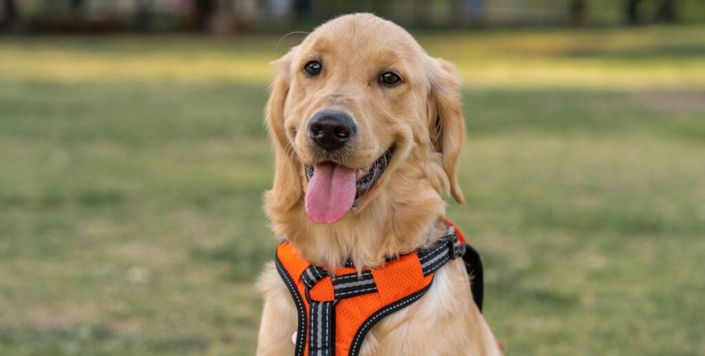 golden retriever going through a pet screening