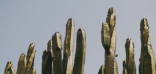 the tops of a cluster of large cacti against a light blue sky