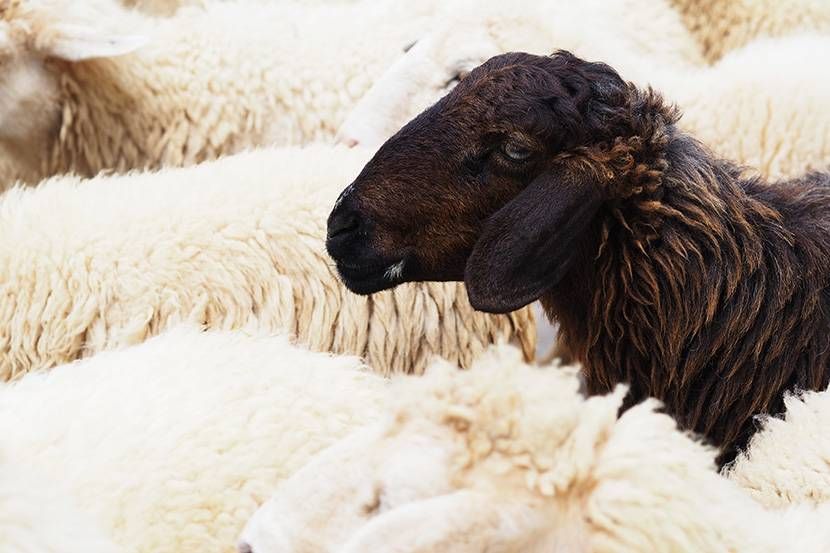 3 Ways to Be the "Black Sheep" of Real Estate Investing (& Not Follow the Herd to Slaughter)